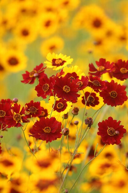 Close-up of yellow flowering plants on field