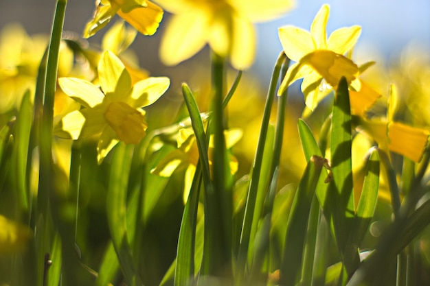 Close-up of yellow flowering plants on field