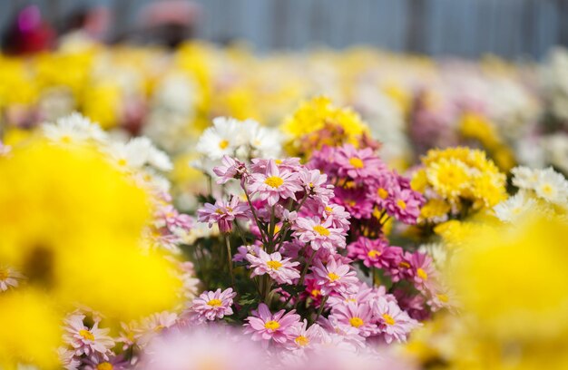 Close-up of yellow flowering plants on field