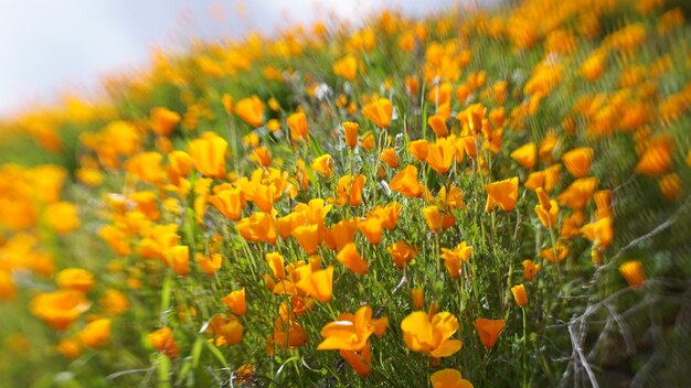 Close-up of yellow flowering plants on field