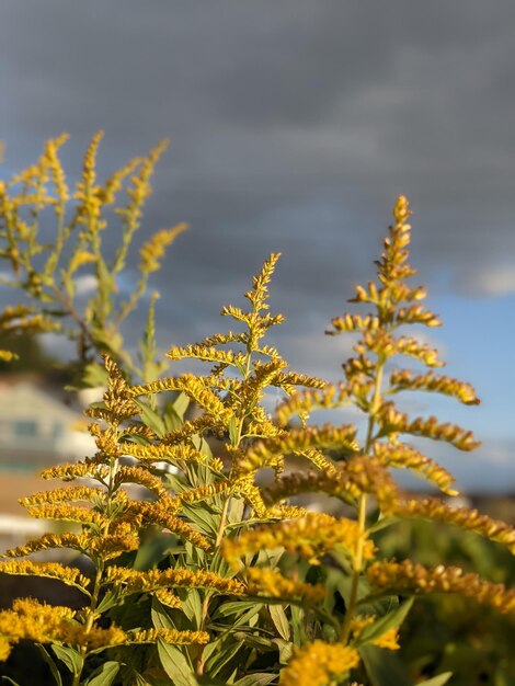 Close-up of yellow flowering plants on field