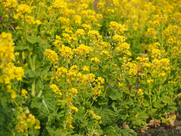 畑の黄色い花の植物のクローズアップ