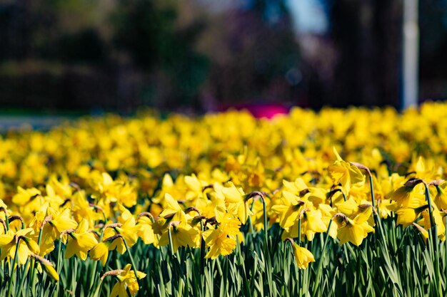 Foto close-up di piante a fiore giallo sul campo