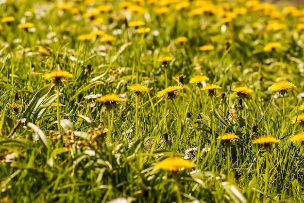 Foto close-up di piante a fiori gialli sul campo