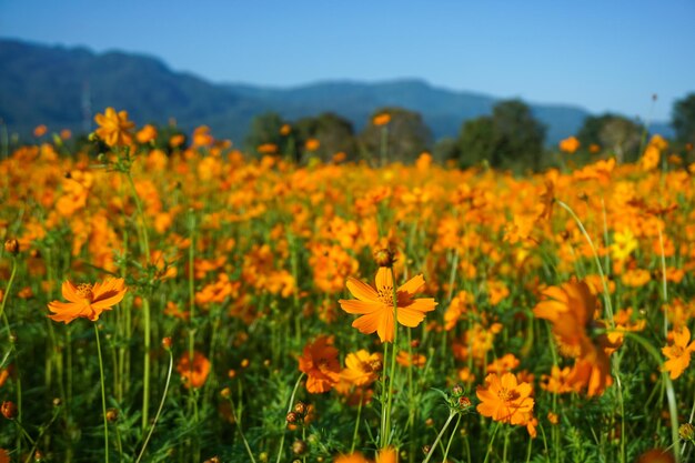 Foto close-up di piante a fiori gialli sul campo