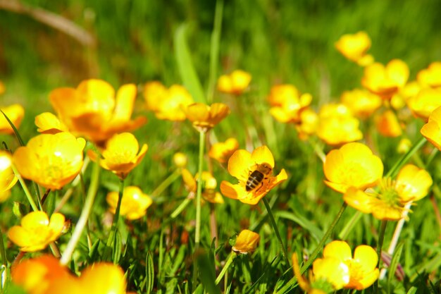 Close-up of yellow flowering plants on field