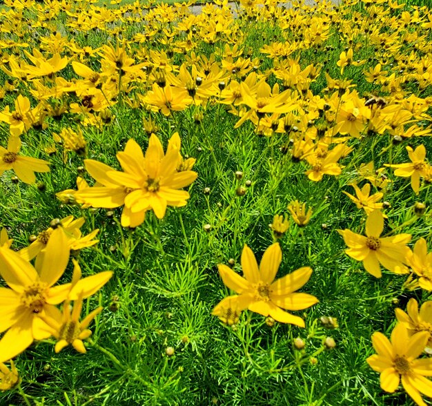 Close-up of yellow flowering plants on field