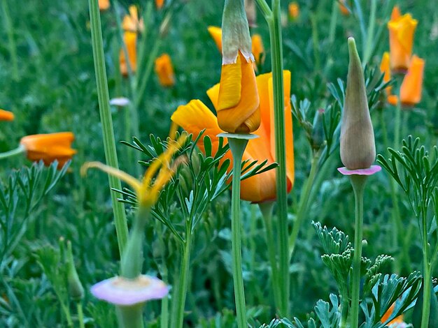 Close-up of yellow flowering plants on field