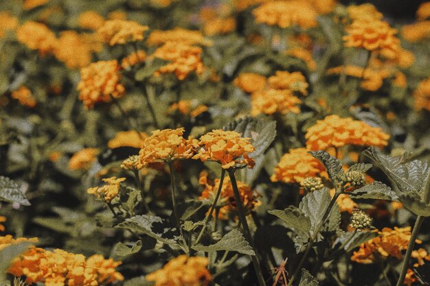  에 있는 노란 꽃 이 있는 식물 들 의 클로즈업