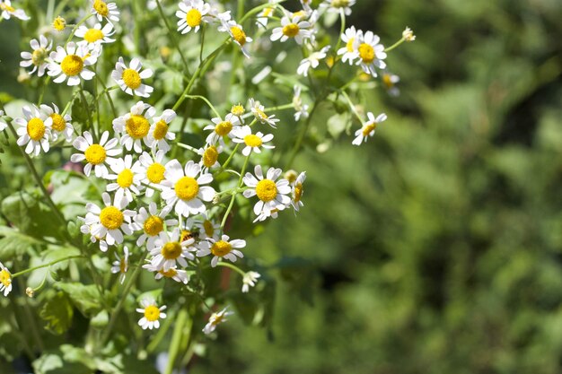 Close-up of yellow flowering plants on field