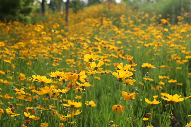 Close-up of yellow flowering plants in field