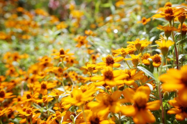 Close-up of yellow flowering plants on field