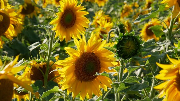 Close-up of yellow flowering plants on field