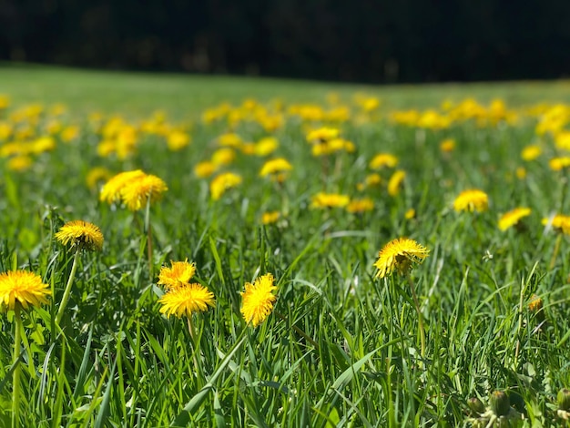 Photo close-up of yellow flowering plants on field