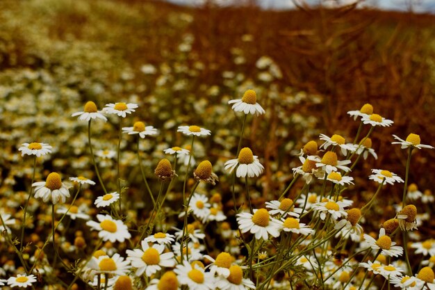 Close-up of yellow flowering plants on field