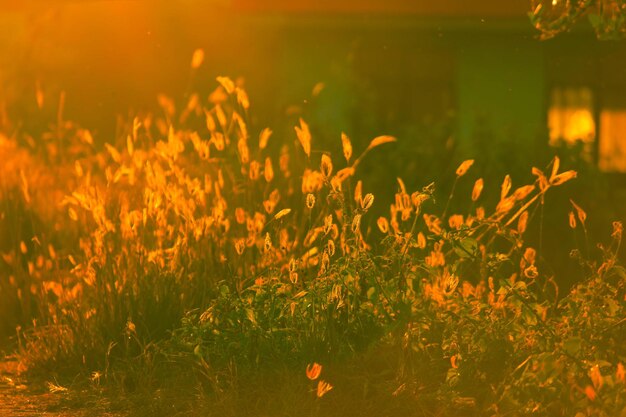 Photo close-up of yellow flowering plants on land