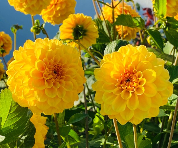 Close-up of yellow flowering plants in park