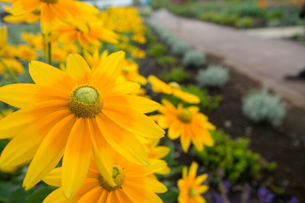 Close-up of yellow flowering plants in park