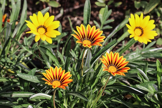 Foto close-up di piante a fiori gialli nel parco