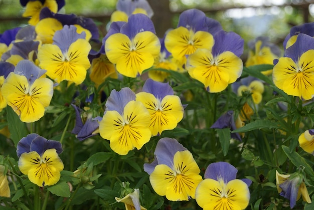 Foto close-up di piante a fiori gialli nel parco