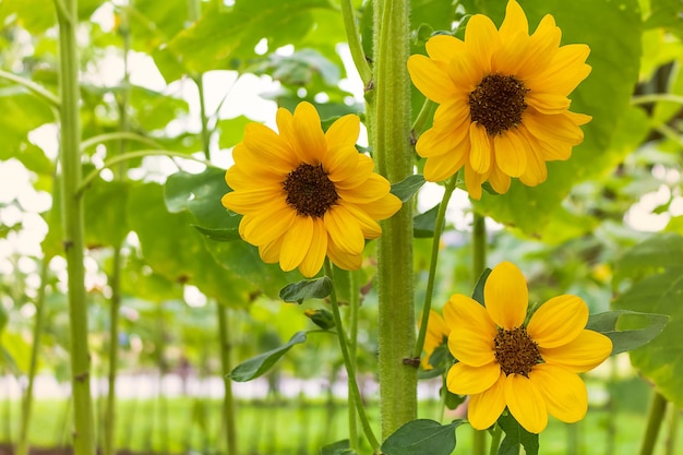 Foto close-up di piante a fiori gialli