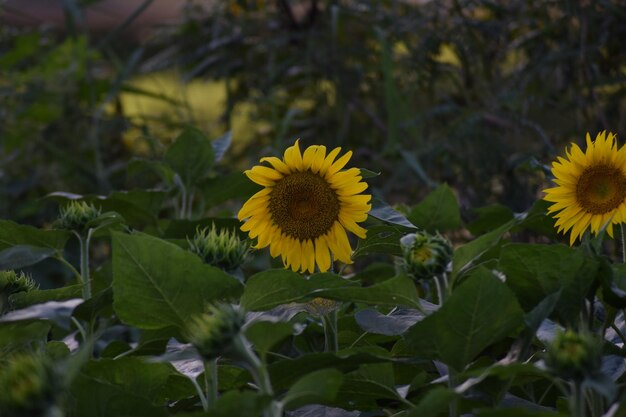 Close-up of yellow flowering plants