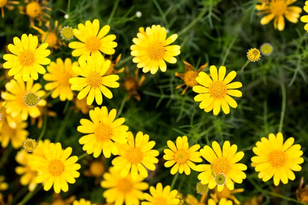 Close-up of yellow flowering plants