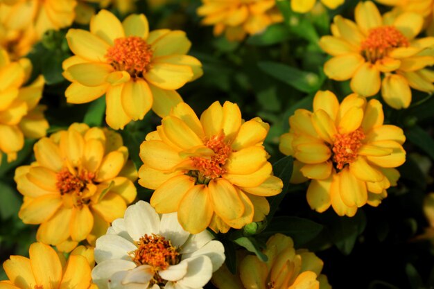 Close-up of yellow flowering plants