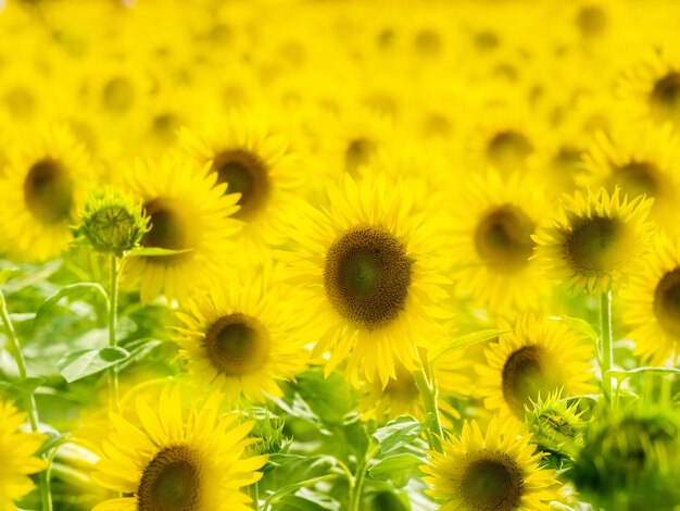 Close-up of yellow flowering plants