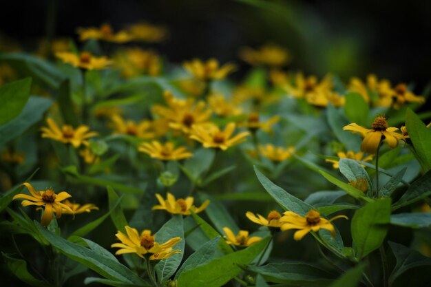 Photo close-up of yellow flowering plants