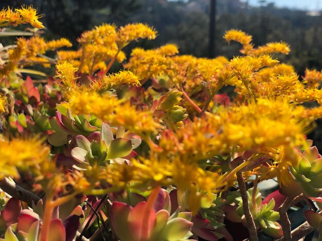 Close-up of yellow flowering plants