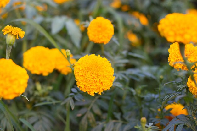 Close-up of yellow flowering plants