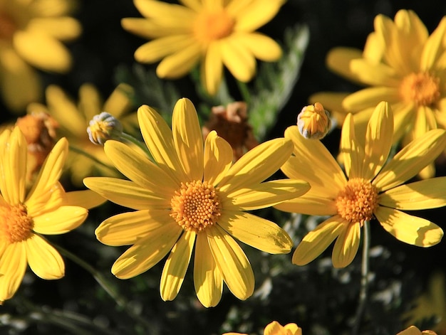 Photo close-up of yellow flowering plants