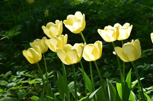 Close-up of yellow flowering plants