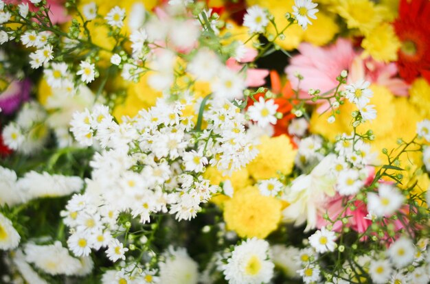 Photo close-up of yellow flowering plants