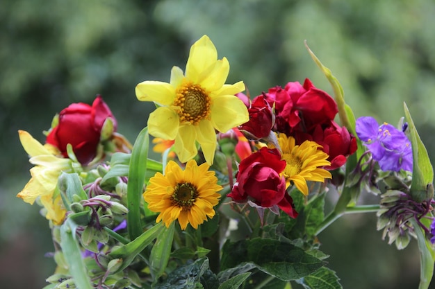 Photo close-up of yellow flowering plants