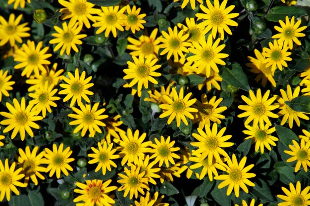 Photo close-up of yellow flowering plants