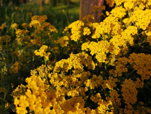 Close-up of yellow flowering plants