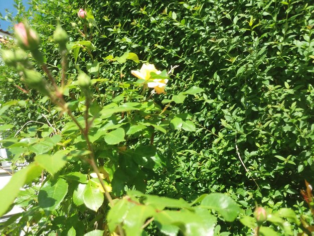 Photo close-up of yellow flowering plants