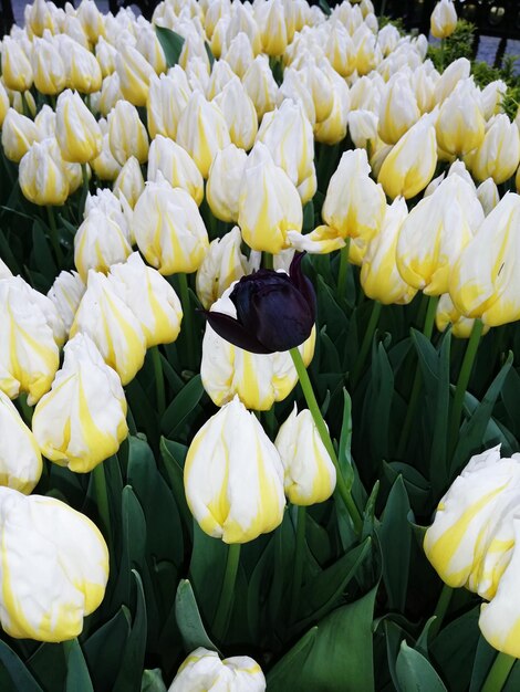 Foto close-up di piante a fiori gialli