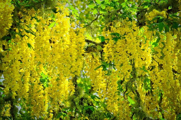 Foto close-up di piante a fiori gialli