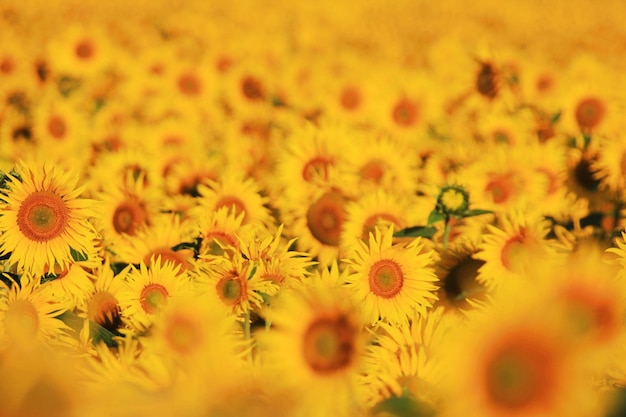 Close-up of yellow flowering plants