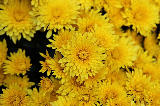 Close-up of yellow flowering plants