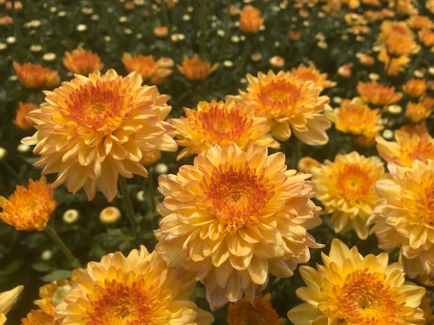 Close-up of yellow flowering plants