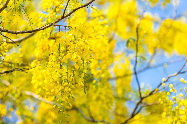 Close-up of yellow flowering plants