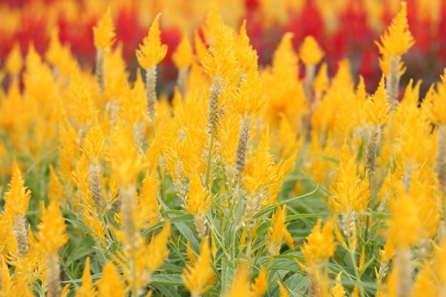 Close-up of yellow flowering plants