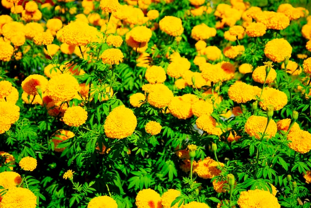 Photo close-up of yellow flowering plants