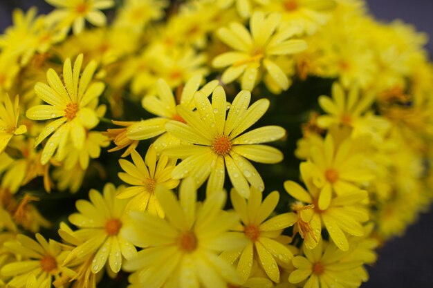 Close-up of yellow flowering plants