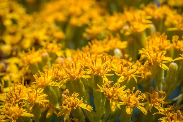 Close-up of yellow flowering plants