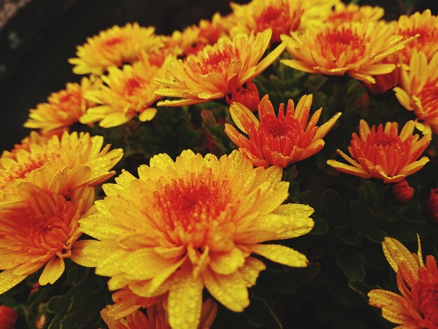 Close-up of yellow flowering plants